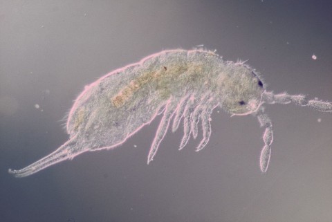 Parisotoma notabilis, Collembola (Foto Jörn Alphei/Jörg Salamon)